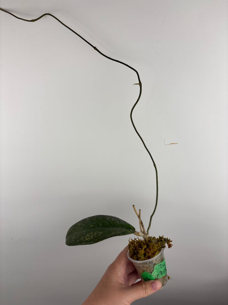 Hoya Tanggamus purple A