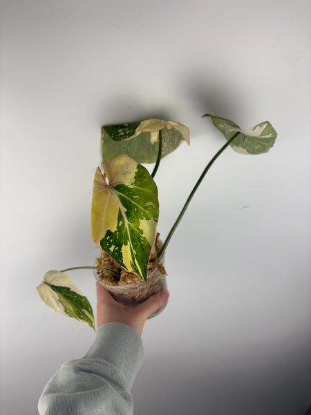 Philodendron gloriosum variegated