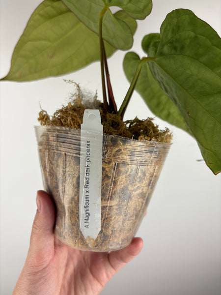 Anthurium magnificum x red dark phoenix