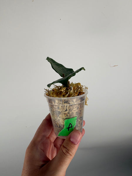 hoya glabra sf004 A