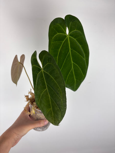 Anthurium Fort Sherman x legend 1