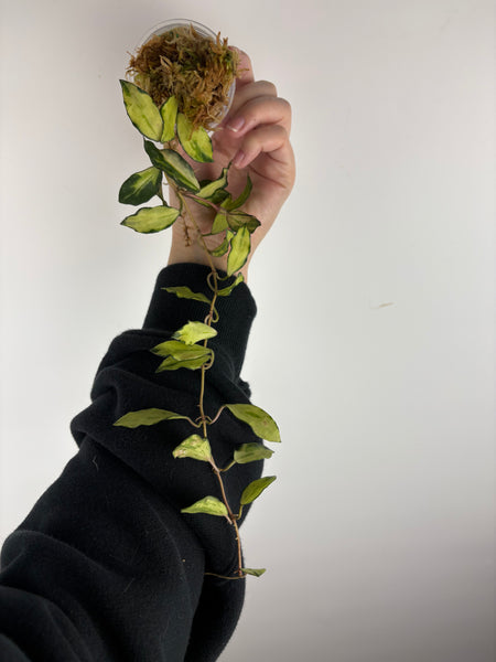hoya lacunosa minara D