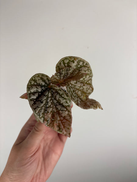 Begonia snow capped variegated F