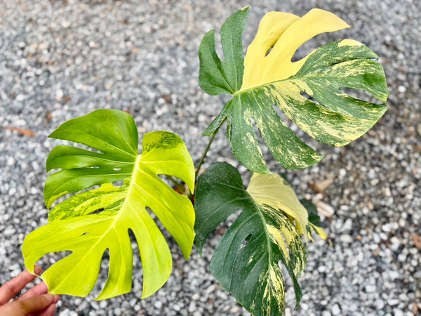 Monstera deliciosa pompom (Thailand) unacclimated