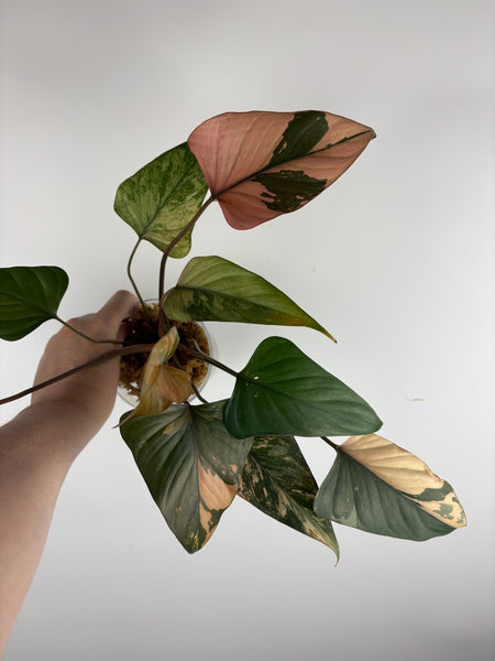 Homalomena pink diamond (Thailand) F