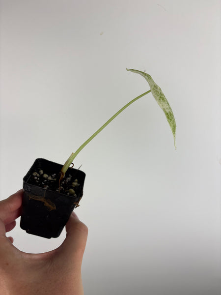 alocasia longiloba marble
