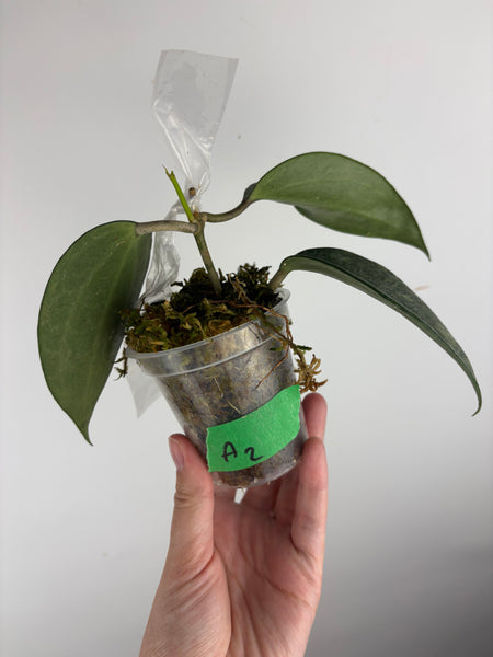 Hoya Latifolia 'rimba perak' A2