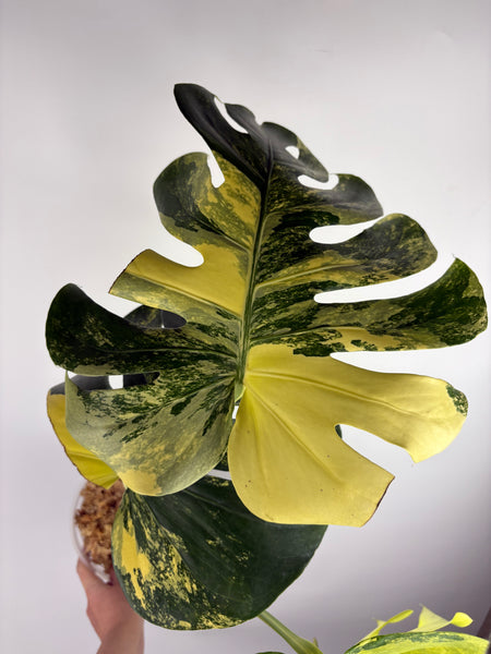 Monstera Pompom - large plant