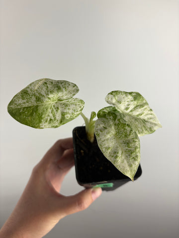 Alocasia Dragon Scale Mint A