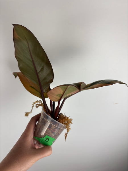 Philodendron black cardinal