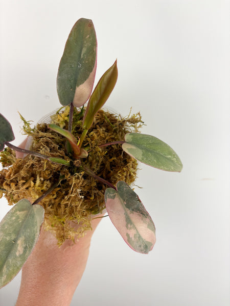 Philodendron atabapoense variegated