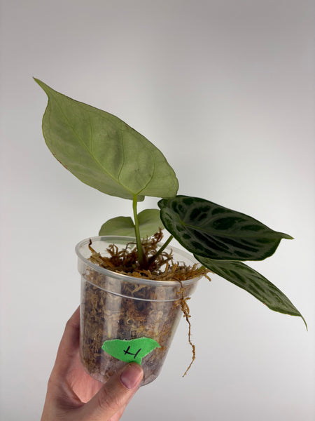 Anthurium Silver blush mutation H