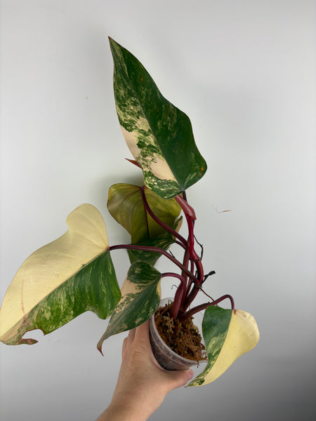 Philodendron strawberry shake