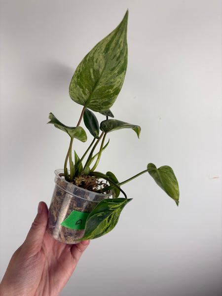 Philodendron emerald queen A