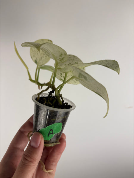 Scindapsus marble A