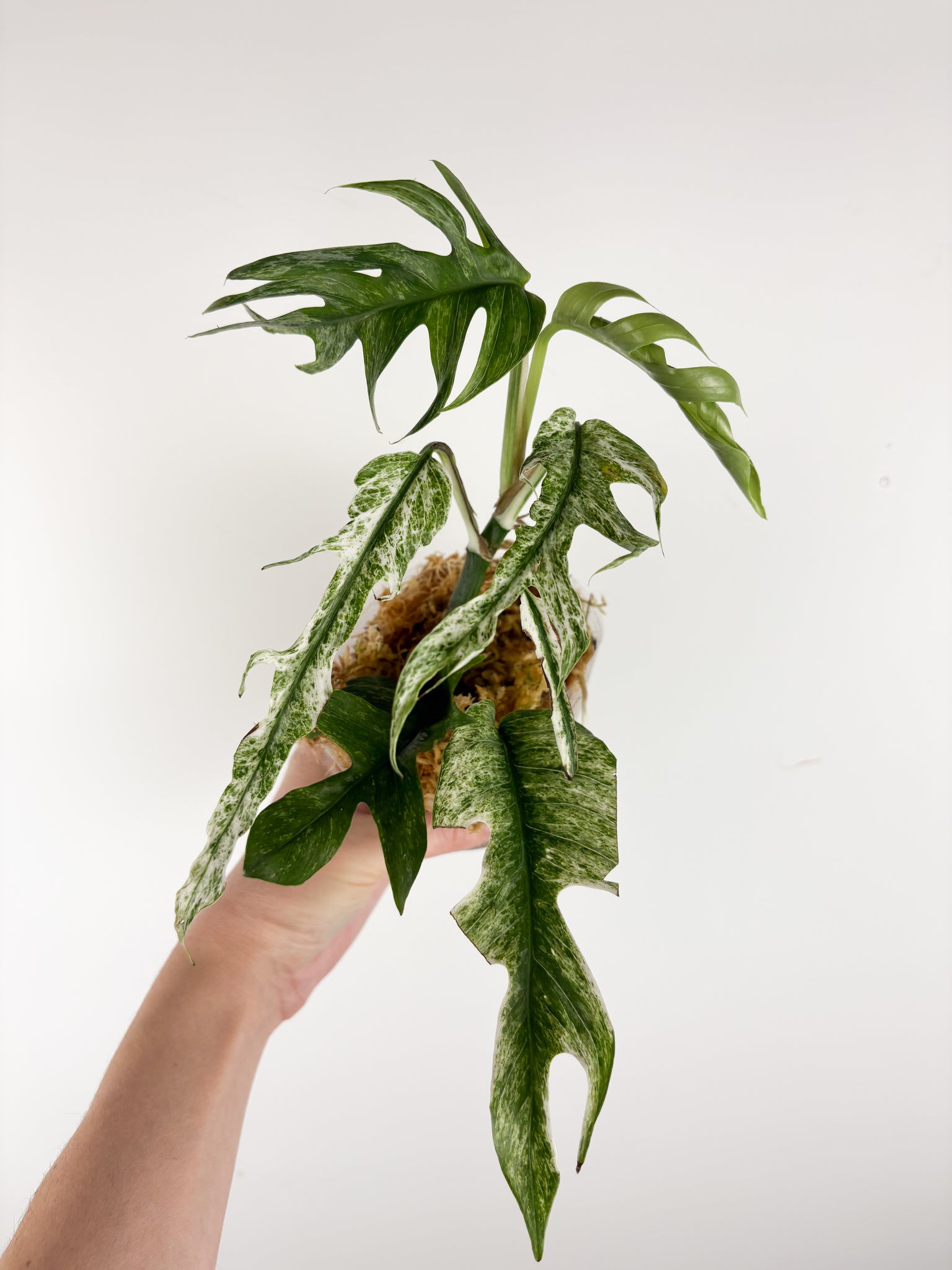 Epipremnum pinnatum devil monster