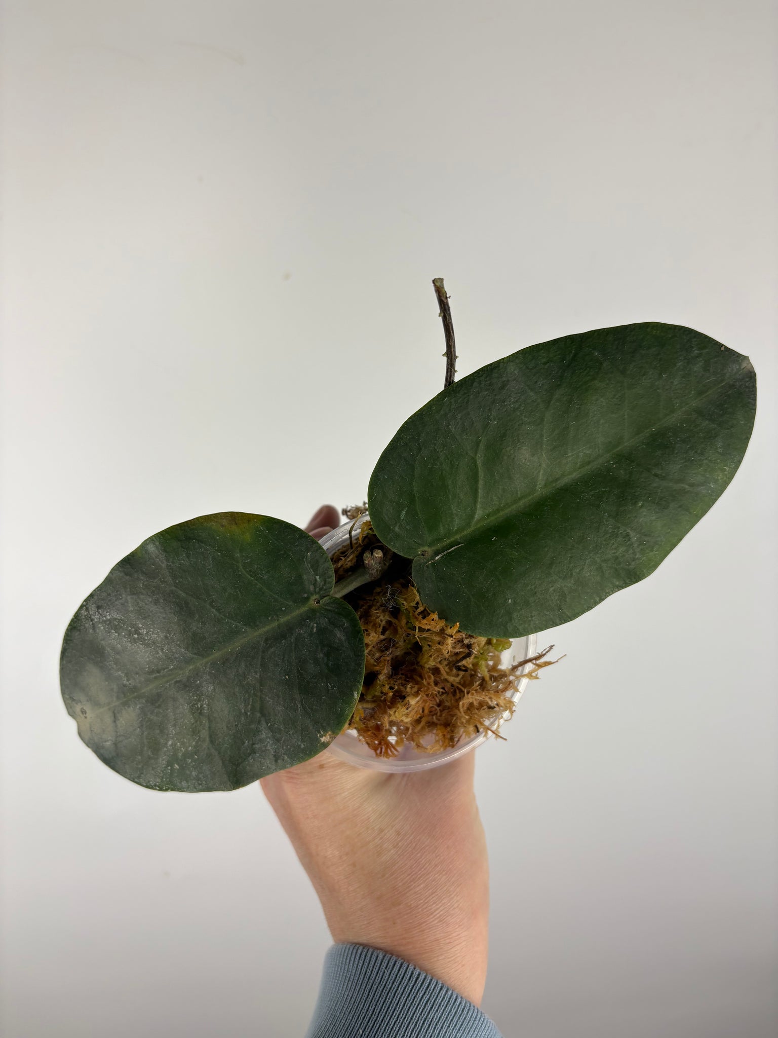 hoya Megalaster ubiyau D