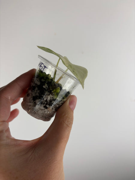 Alocasia dragonscale Albo