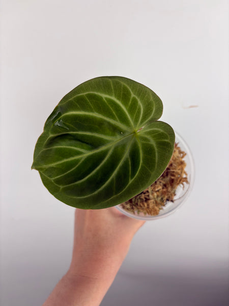 Anthurium king of spades as is