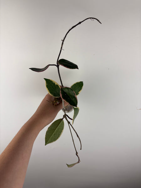 Hoya flamingo dream A