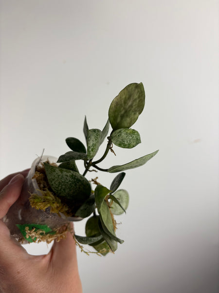 hoya lacunosa sweet love A