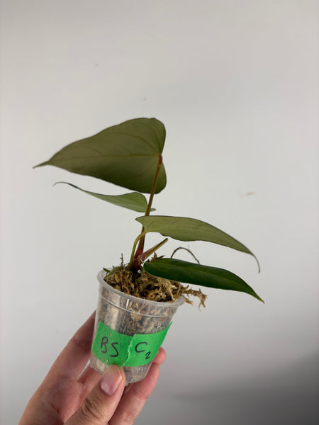 Anthurium Black sweet C2
