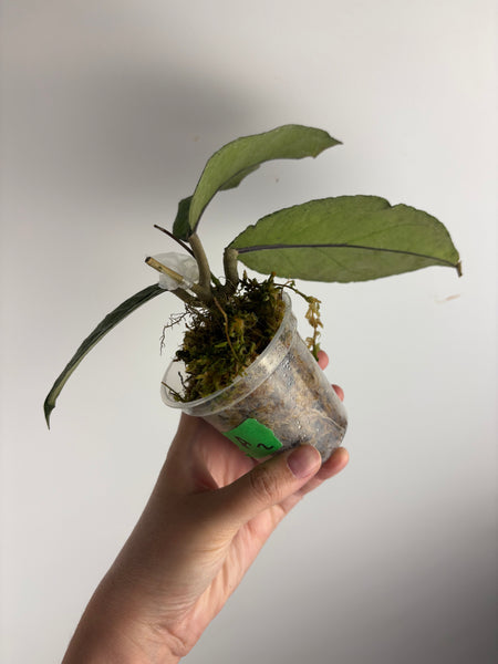 Hoya sp aceh tamiang A2