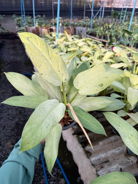 Philodendron whipple way mint