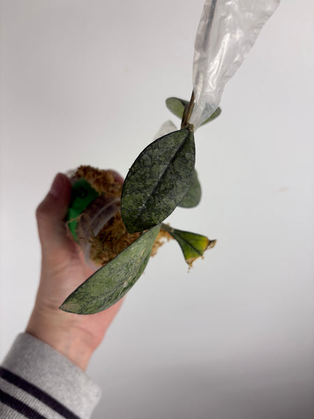 hoya crassipetiolata high splash B