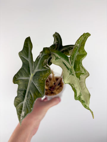 Alocasia nobilis variegated (From Korea)