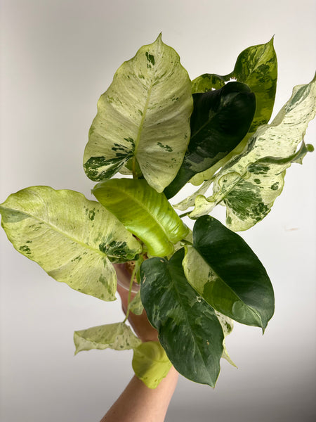 Philodendron burle marx snow white