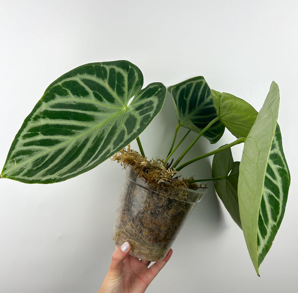 Anthurium dorayki silver large plant