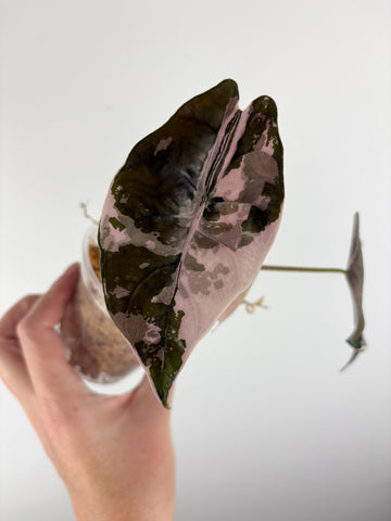 Alocasia chantrieri pink variegated B (from corm)