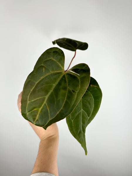 Anthurium minahasa E