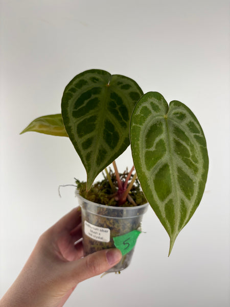 Anthurium silver blush x red crystal 5