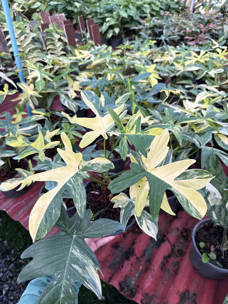 Philodendron pedatum (Thailand)