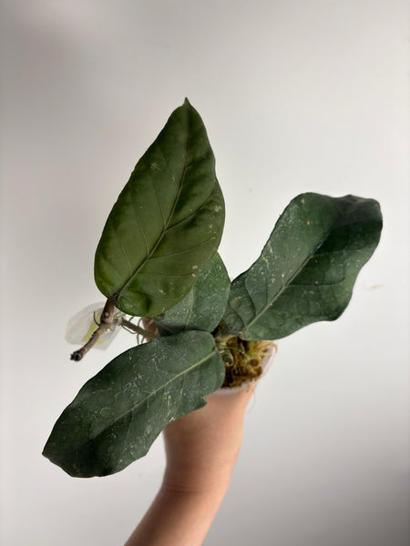 hoya Sp aceh gunung kulam B
