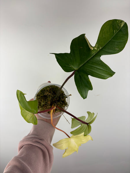 Philodendron Florida beauty x Squamiferum variegated