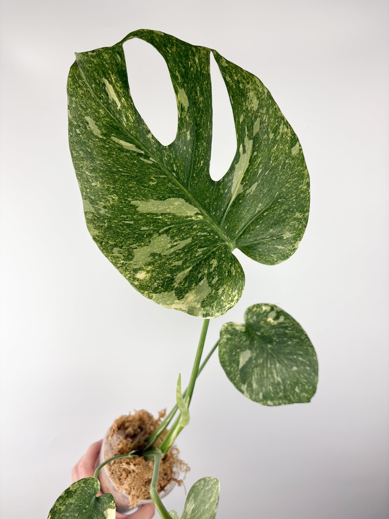 Monstera deliciosa green snow D