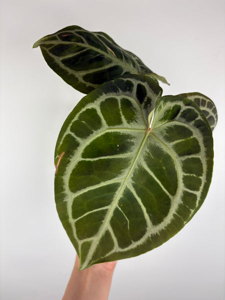 Anthurium kos x red crystal 1