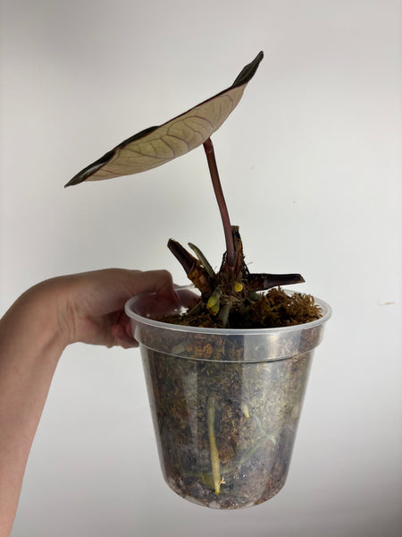 Anthurium king of spades as is