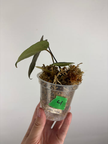 Anthurium blue papi seed 4