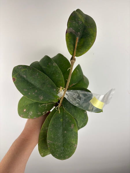 Hoya Mitrata purple B