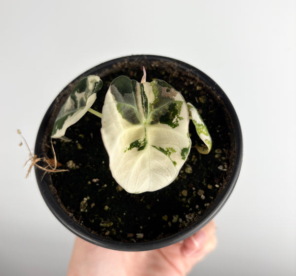 Alocasia Black Velvet variegated D