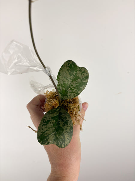 hoya deykeae morning dew A