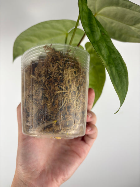 Anthurium (Zara x Michelle) x dressleri