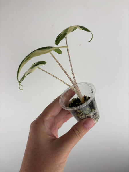 alocasia sarian albo