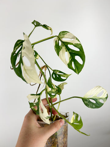 Monstera acuminata variegated B