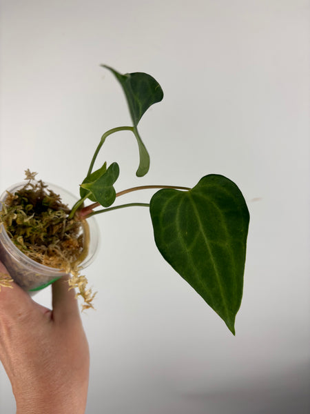 Anthurium king clari A