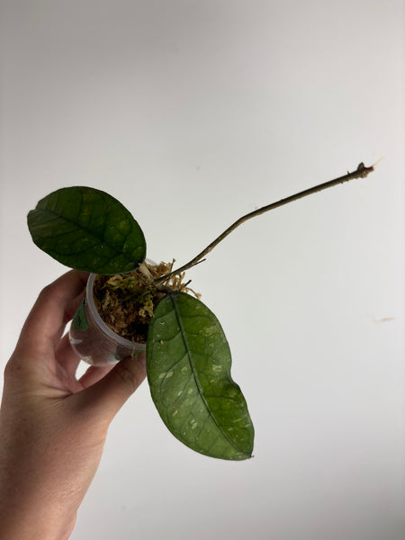 Hoya sp aceh tamiang C